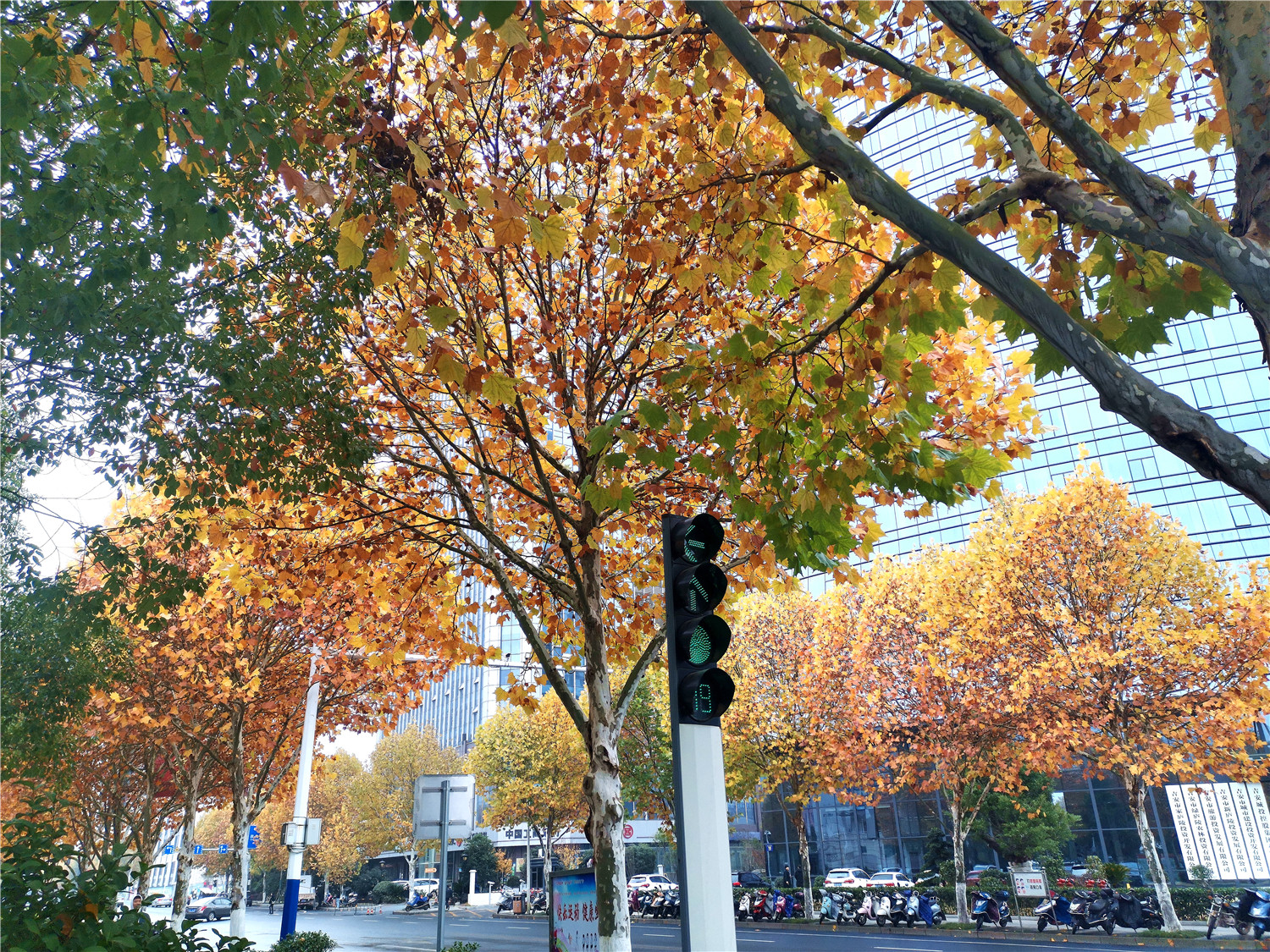 江西吉安:梧桐树染上美丽色彩 城区充满浪漫气息
