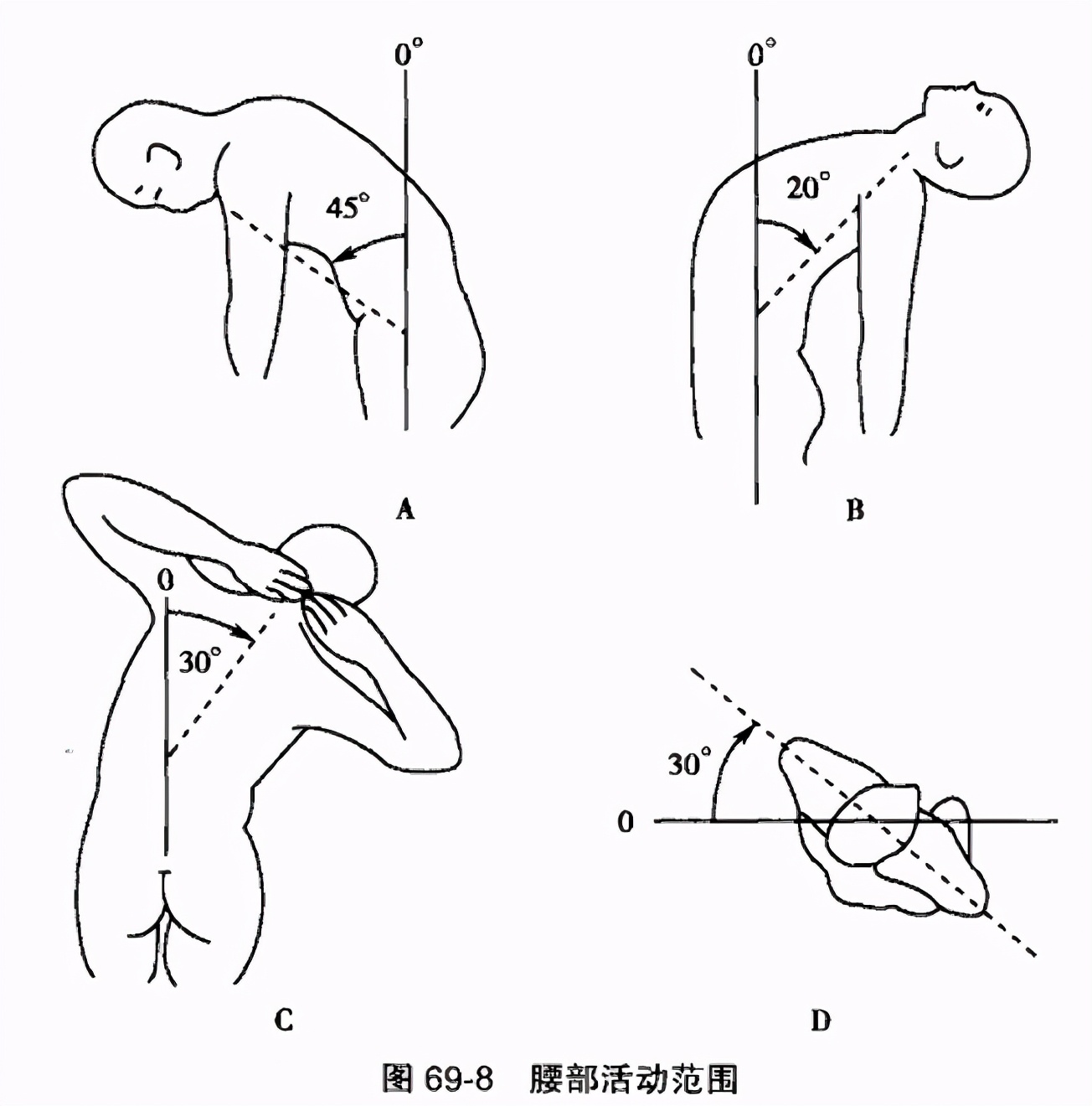 腰部前屈后伸示意图图片