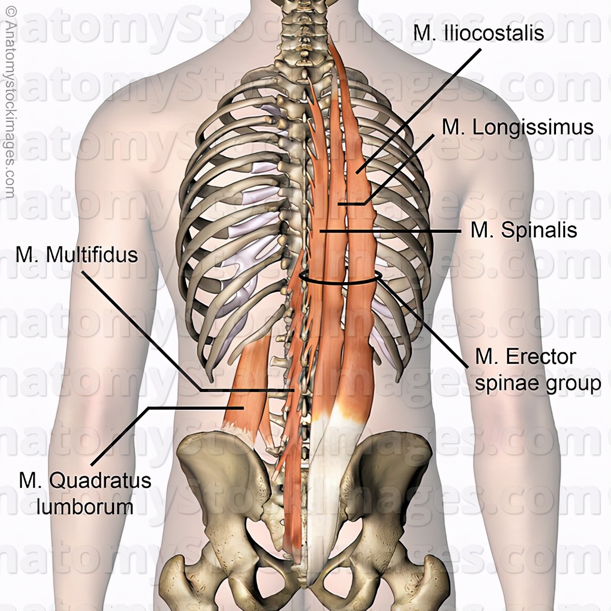腰部剖面图图片