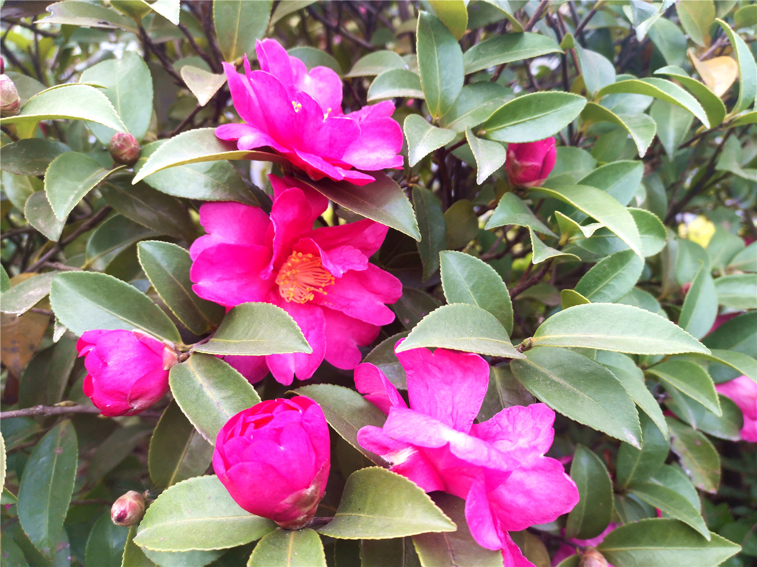 江西吉安:茶梅花开 扮靓城区 温暖寒冬