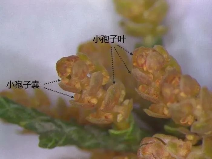 救命!北京圆柏花粉遮天蔽日,能不能把树砍了? - 新华网客户端