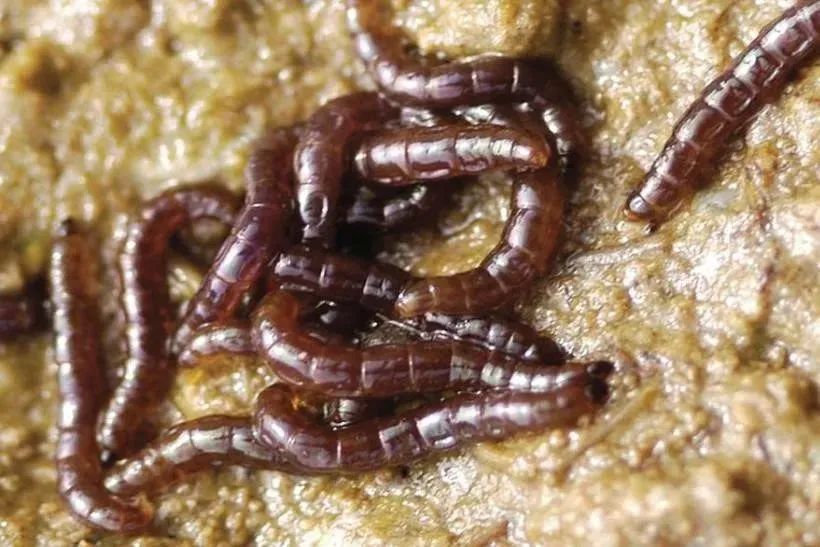 在冰层土壤中抱团取暖的南极摇蚊幼虫丨u.osu.edu