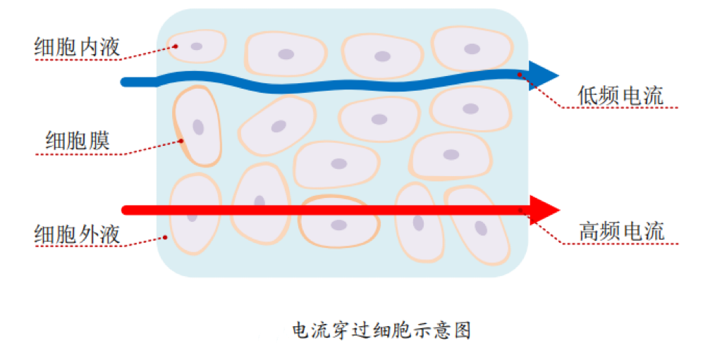 体脂秤是怎么测出体脂的?是智商税吗?