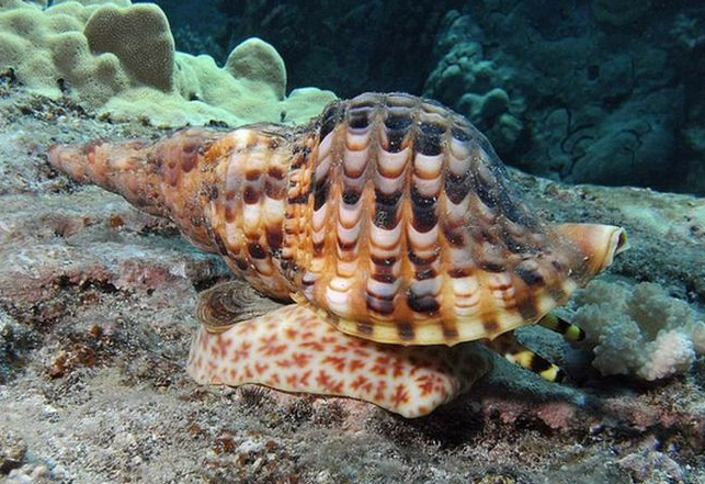 文成新闻网 新闻 国内国际 生活时尚 -> 正文  凤尾螺,法螺科,大型