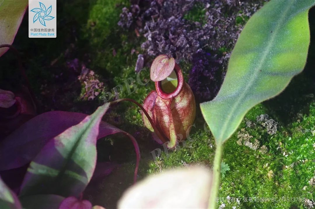 植物的反杀！食虫植物的“捕虫大法”，你知道多少? - 新华网客户端