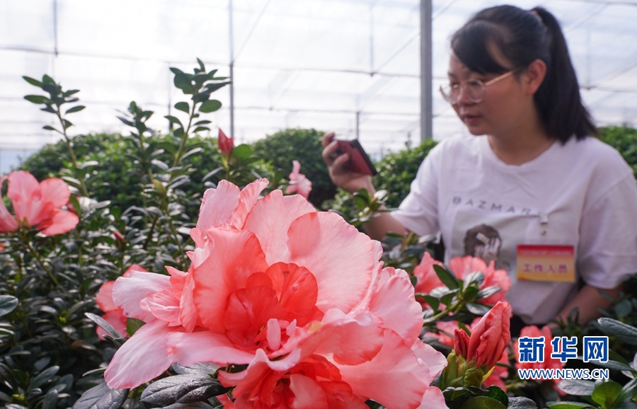 中国花卉行业平台智能网(中国花卉行业平台智能网站)